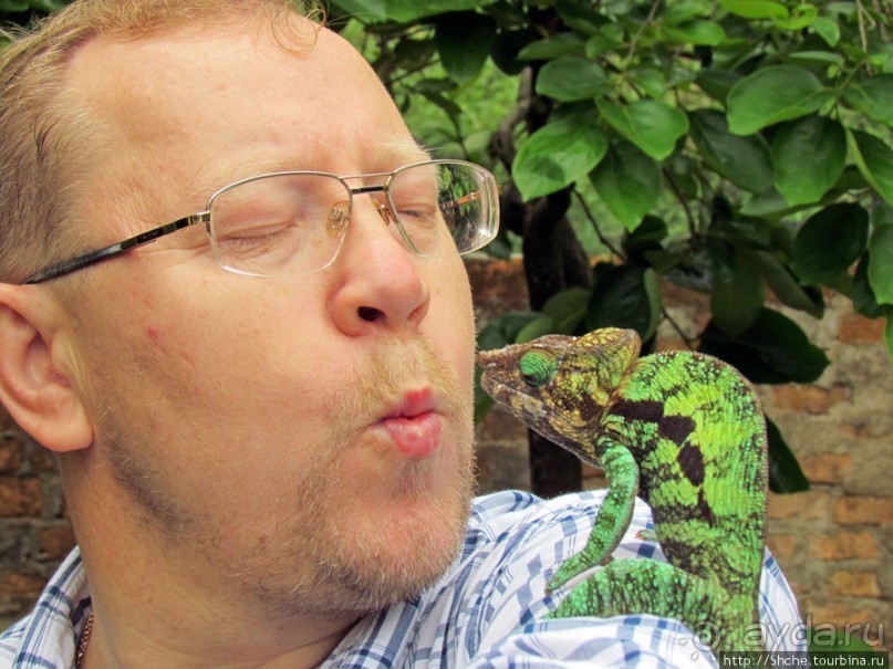 2012-му году дракона привет из Мадагаскара. Хамелеоны