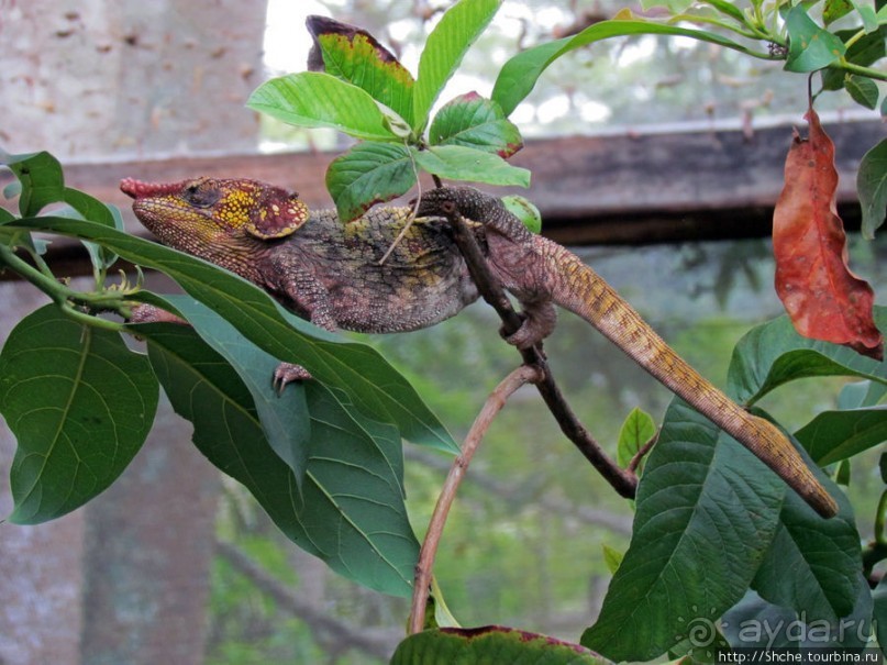 2012-му году дракона привет из Мадагаскара. Хамелеоны
