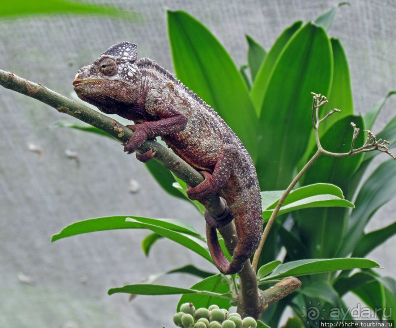 2012-му году дракона привет из Мадагаскара. Хамелеоны