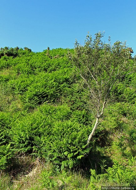 "Долина папоротников" Природный заповедник Марло (Murlough)
