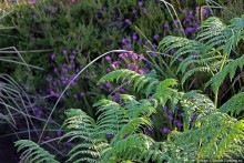 "Долина папоротников" Природный заповедник Марло (Murlough)