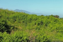 фото Ньюкасла