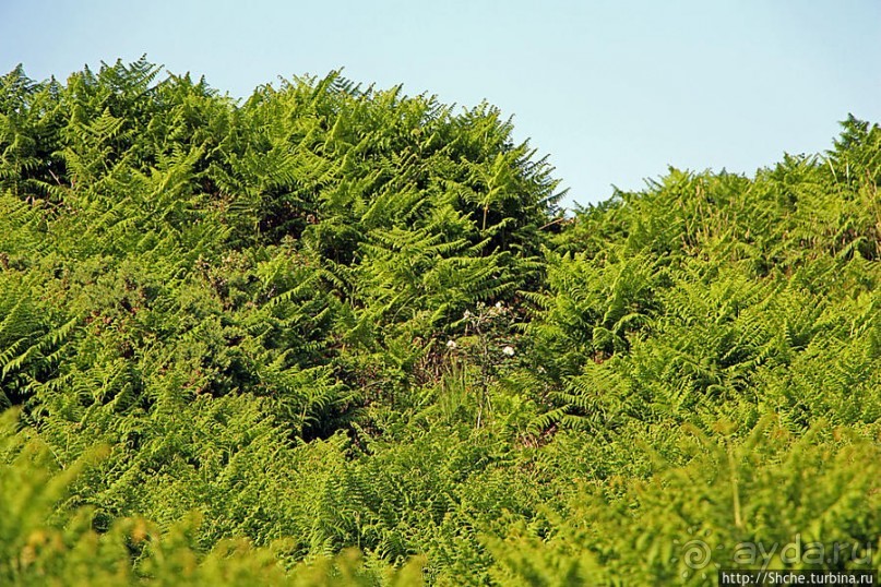 "Долина папоротников" Природный заповедник Марло (Murlough)