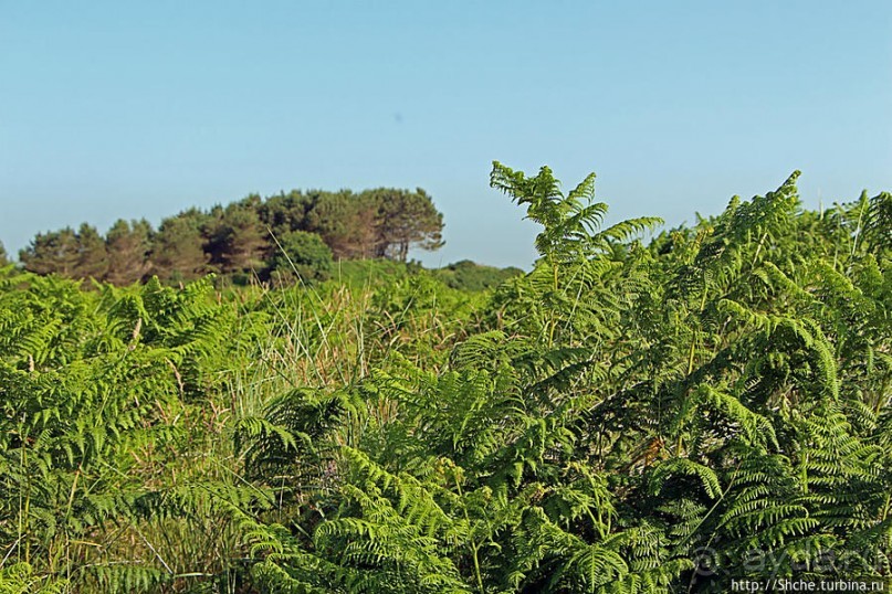 фото Ньюкасла