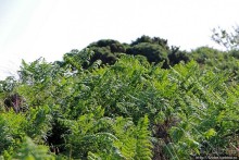 "Долина папоротников" Природный заповедник Марло (Murlough)
