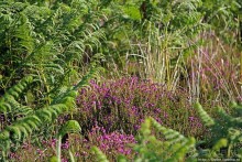 Альбом отзыва ""Долина папоротников" Природный заповедник Марло (Murlough)"