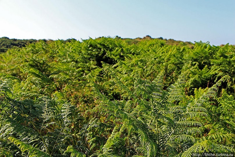 фото Ньюкасла