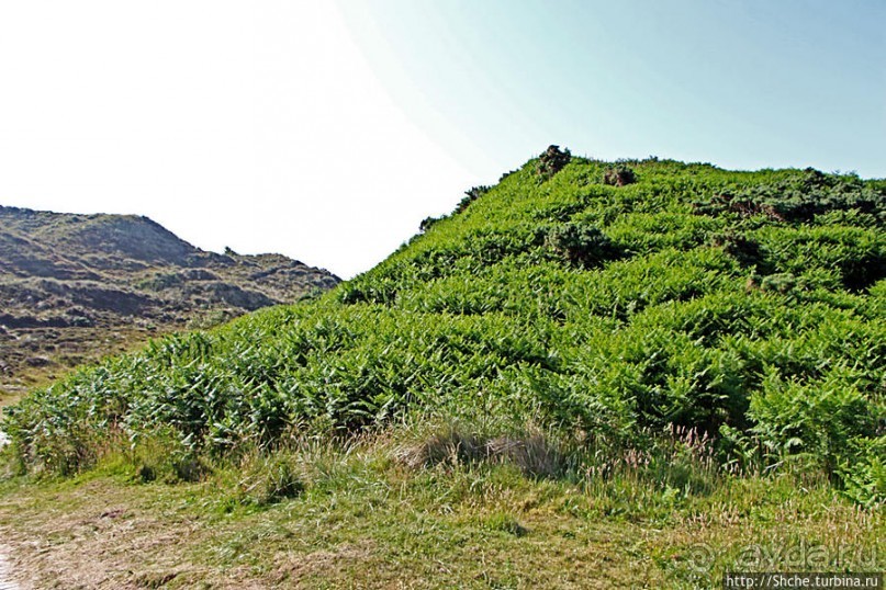 Альбом отзыва ""Долина папоротников" Природный заповедник Марло (Murlough)"