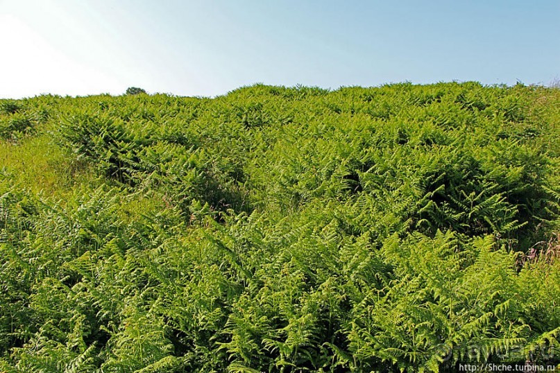 Альбом отзыва ""Долина папоротников" Природный заповедник Марло (Murlough)"