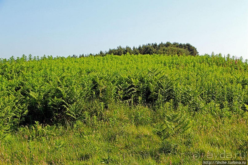 Альбом отзыва ""Долина папоротников" Природный заповедник Марло (Murlough)"