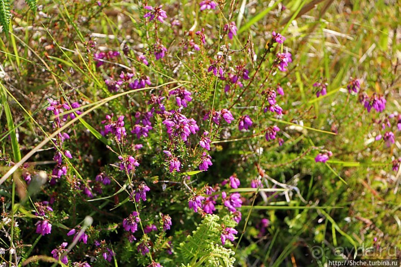Альбом отзыва ""Долина папоротников" Природный заповедник Марло (Murlough)"