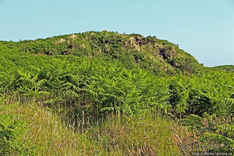 Альбом отзыва ""Долина папоротников" Природный заповедник Марло (Murlough)"