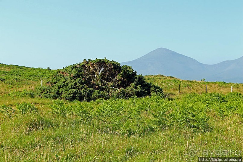 Альбом отзыва ""Долина папоротников" Природный заповедник Марло (Murlough)"