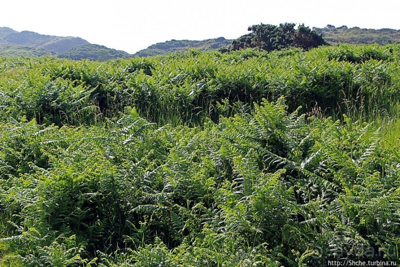 Альбом отзыва ""Долина папоротников" Природный заповедник Марло (Murlough)"