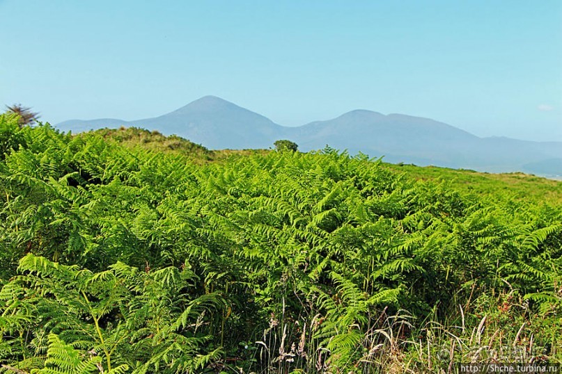 Альбом отзыва ""Долина папоротников" Природный заповедник Марло (Murlough)"