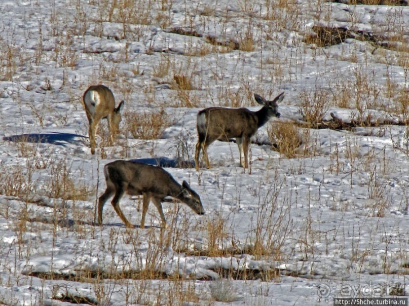 Первая встреча