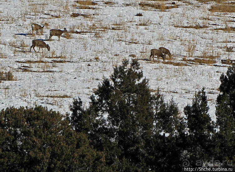 Первая встреча