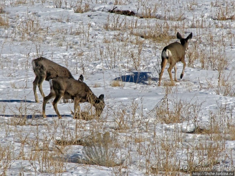 Первая встреча