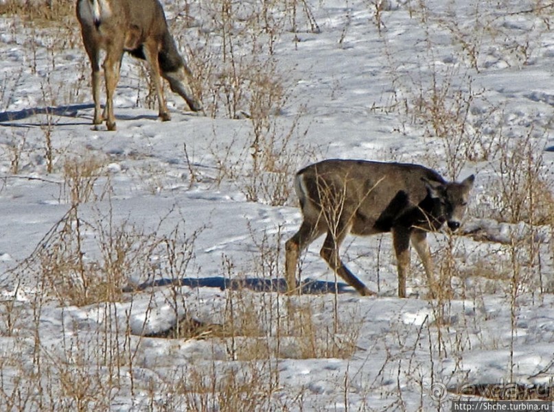 Первая встреча