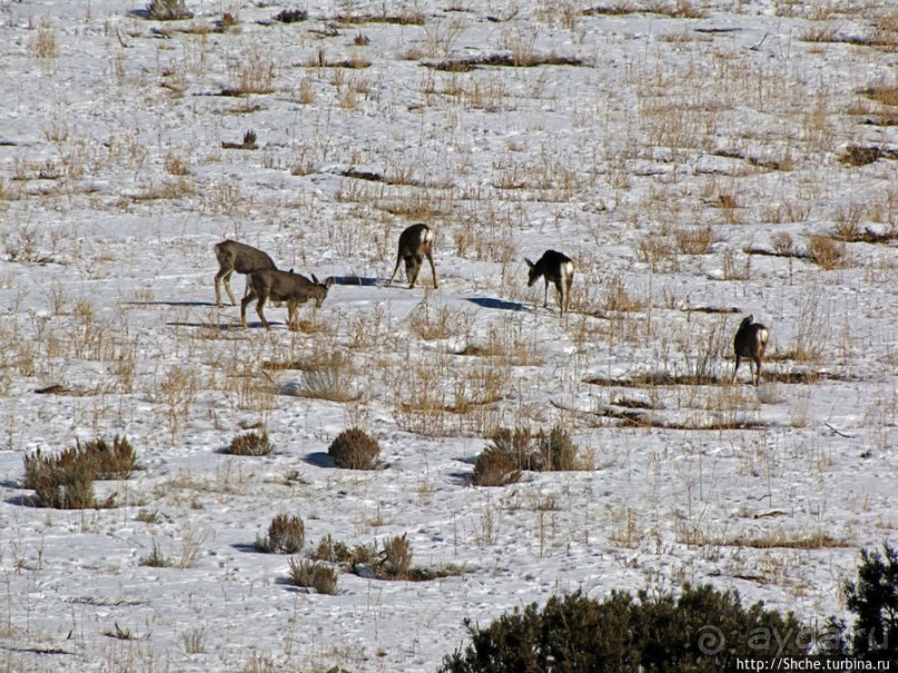 Первая встреча
