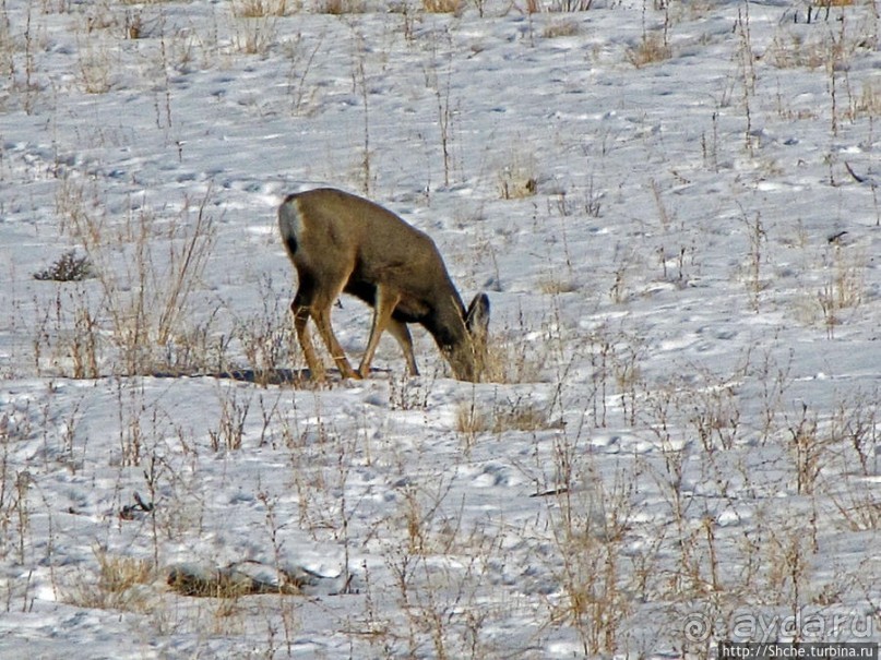 Первая встреча