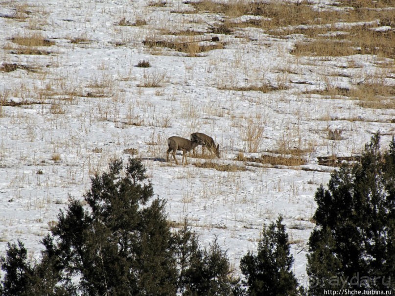 Первая встреча
