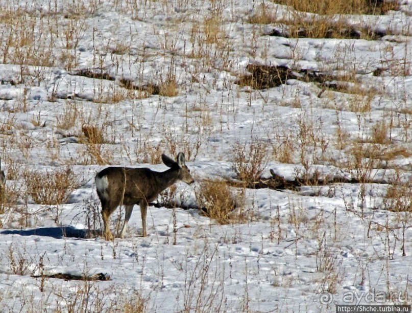 Первая встреча