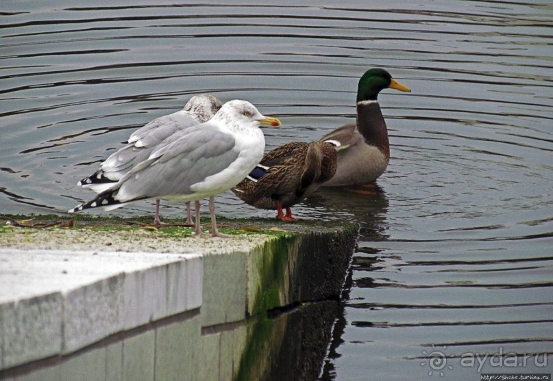 А здесь встречают пароходы, совсем не там, где поезда