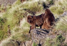 Национальный парк Сымен. Знакомство с горами и геладами