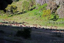 Национальный парк Сымен. Знакомство с горами и геладами