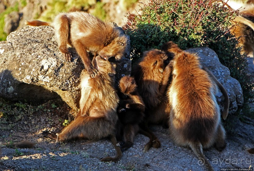 Альбом отзыва "Национальный парк Сымен. Знакомство с горами и геладами"
