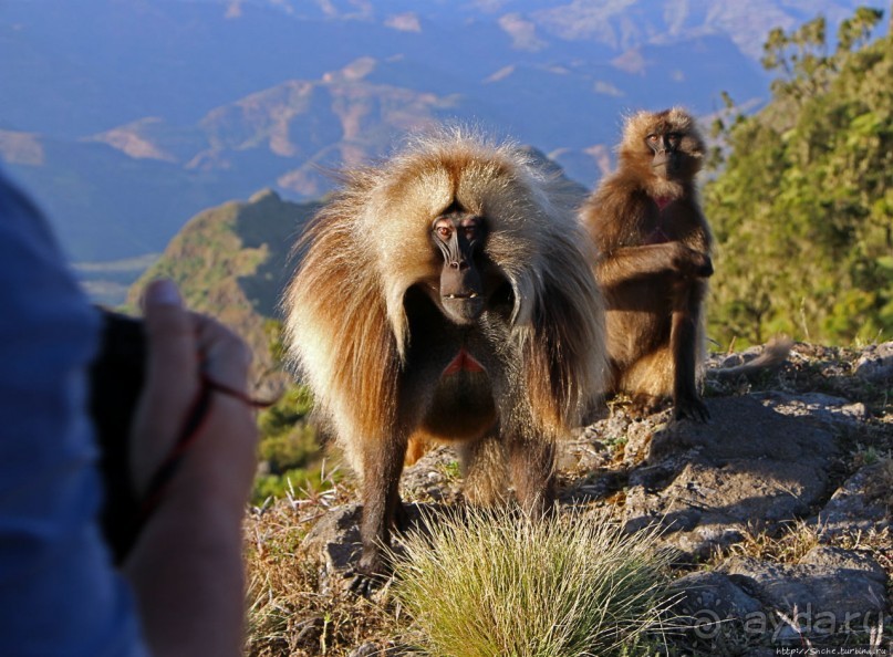 Национальный парк Сымен. Знакомство с горами и геладами