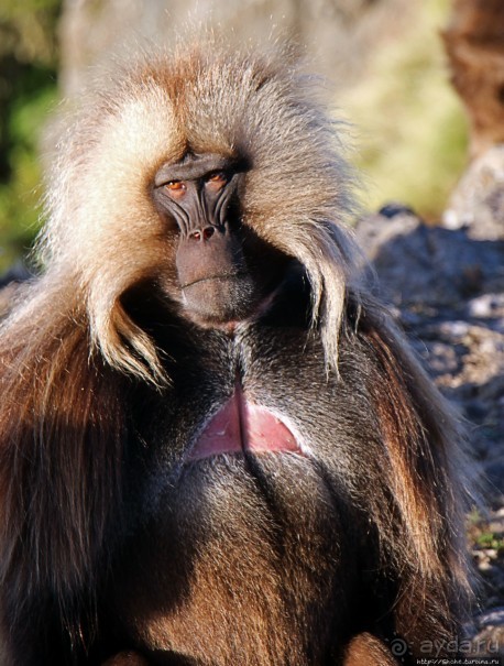Национальный парк Сымен. Знакомство с горами и геладами