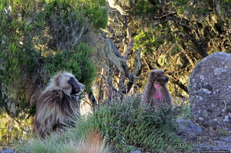 Национальный парк Сымен. Знакомство с горами и геладами