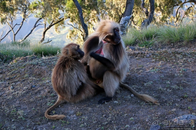 Национальный парк Сымен. Знакомство с горами и геладами