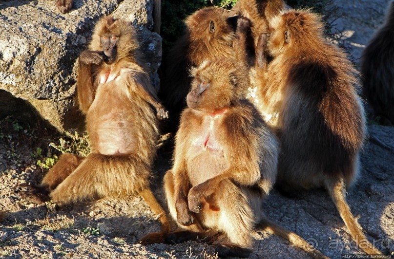 Национальный парк Сымен. Знакомство с горами и геладами