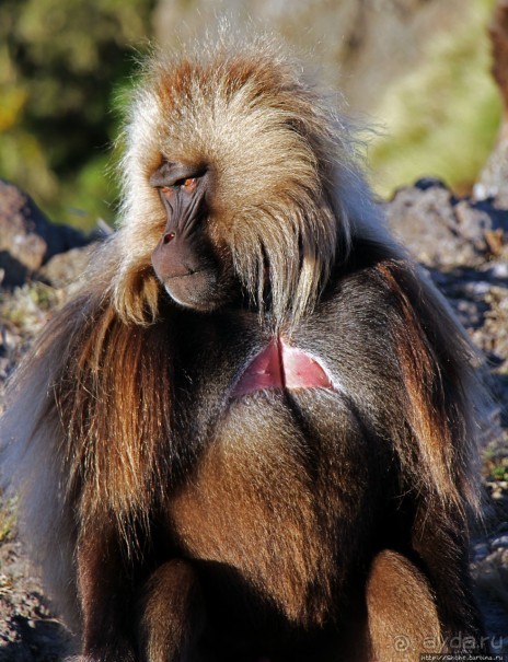 Национальный парк Сымен. Знакомство с горами и геладами