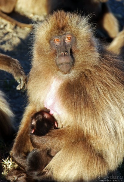 Национальный парк Сымен. Знакомство с горами и геладами