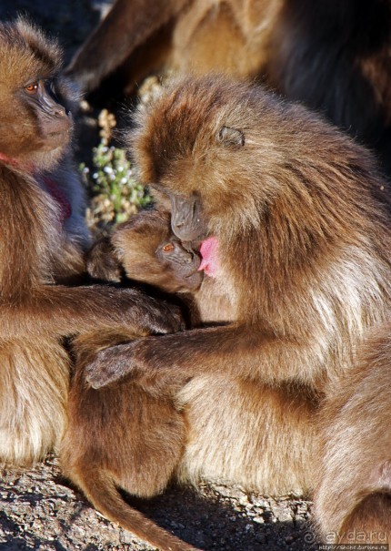 Национальный парк Сымен. Знакомство с горами и геладами