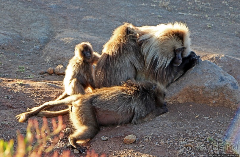 Национальный парк Сымен. Знакомство с горами и геладами