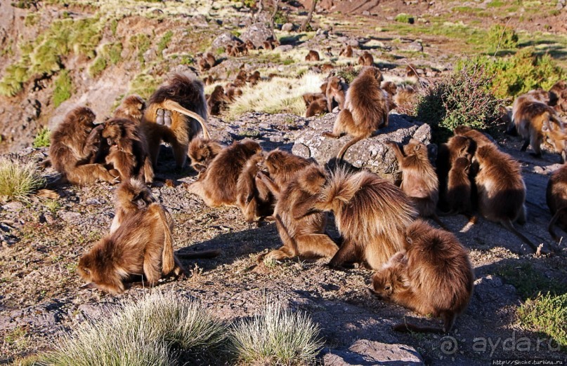Национальный парк Сымен. Знакомство с горами и геладами