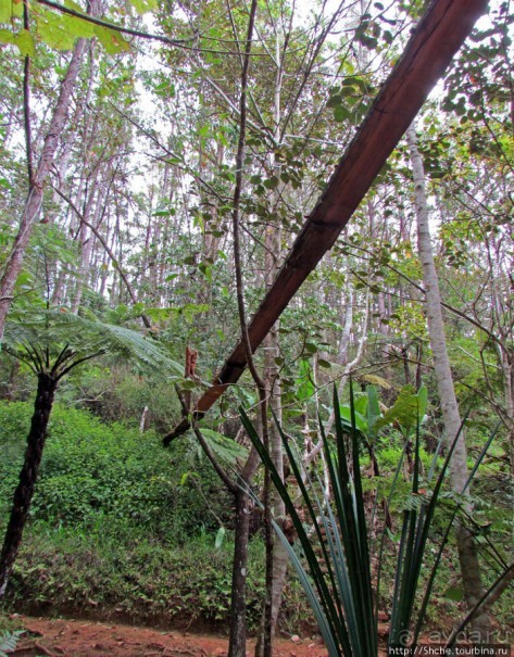 Частный парк "Vakona" - крокодилы, фосса и не только...