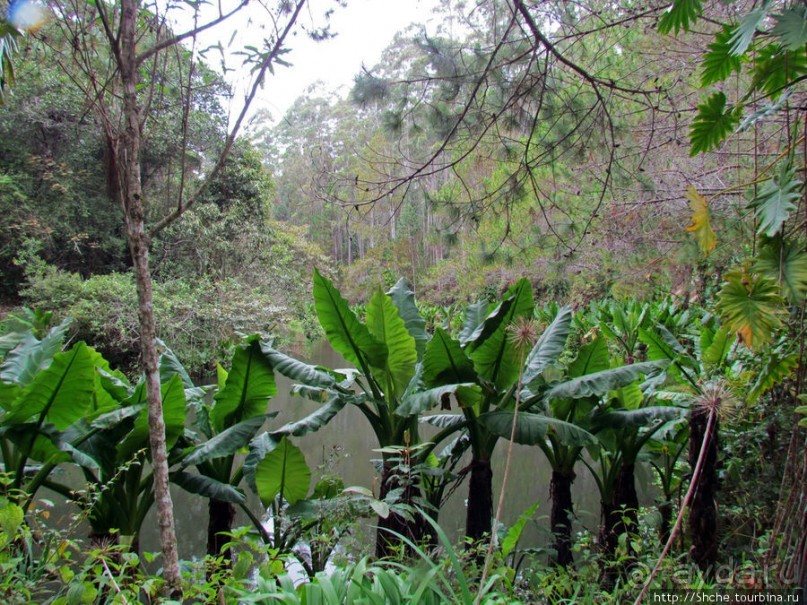 Частный парк "Vakona" - крокодилы, фосса и не только...