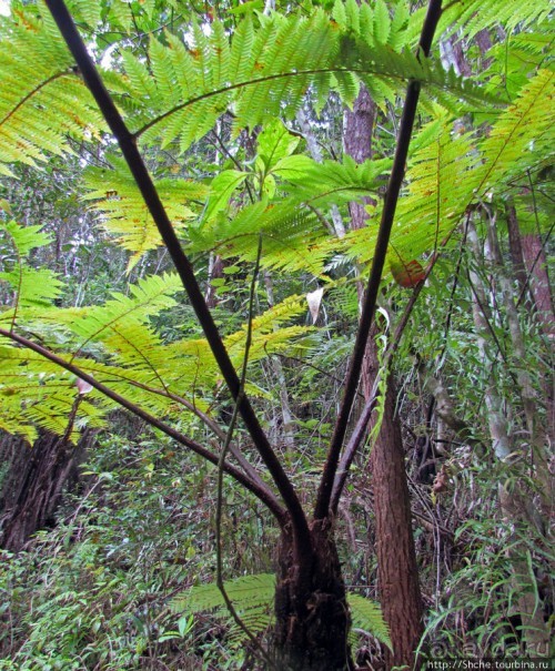 Частный парк "Vakona" - крокодилы, фосса и не только...