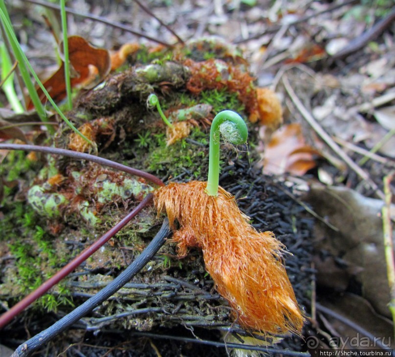 Частный парк "Vakona" - крокодилы, фосса и не только...