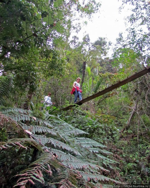 Частный парк "Vakona" - крокодилы, фосса и не только...