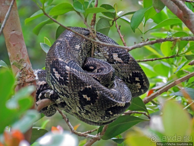 Частный парк "Vakona" - крокодилы, фосса и не только...
