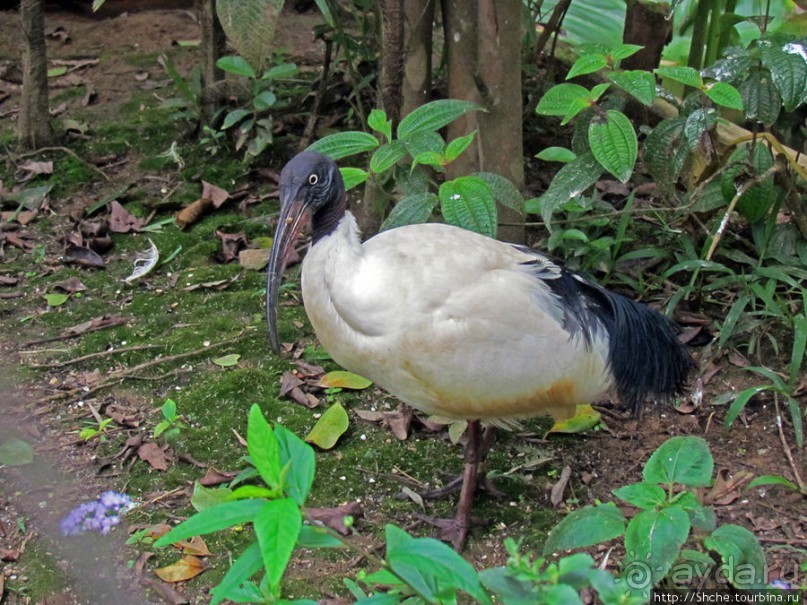 Частный парк "Vakona" - крокодилы, фосса и не только...