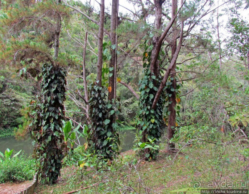 Частный парк "Vakona" - крокодилы, фосса и не только...