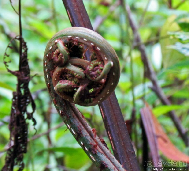 Частный парк "Vakona" - крокодилы, фосса и не только...